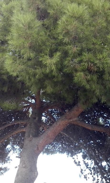 オルヒバ Huerta La Nina Arenasヴィラ 部屋 写真